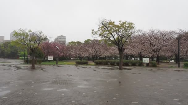 Regentag Kiba Park Kirschblüten Japan Tokio 2023 — Stockvideo