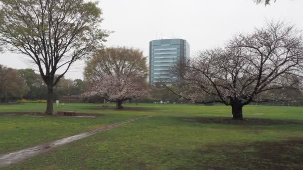 Día Lluvioso Kiba Park Flores Cerezo Japón Tokio 2023 — Vídeos de Stock