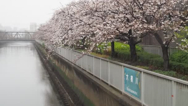 青子河雨天樱花盛开 日本东京2023年 — 图库视频影像