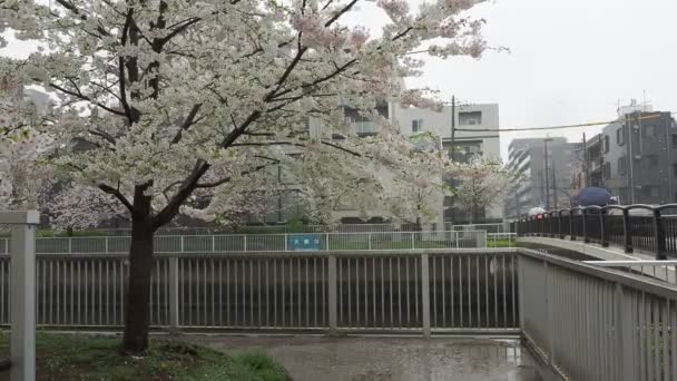 Rzeka Oyoko Deszczowy Dzień Kwiaty Wiśni Japonia Tokio 2023 — Wideo stockowe