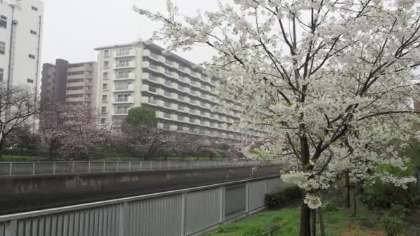 Fiume Oyoko Giorno Pioggia Fiori Ciliegio Giappone Tokyo 2023 — Video Stock