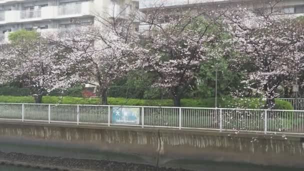 Río Oyoko Día Lluvioso Flores Cerezo Japón Tokio 2023 — Vídeos de Stock