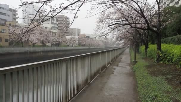 Río Oyoko Día Lluvioso Flores Cerezo Japón Tokio 2023 — Vídeos de Stock