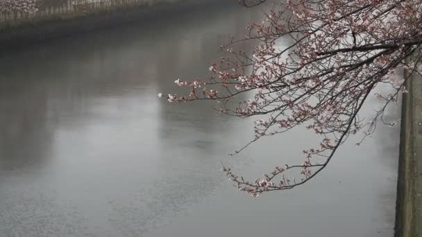 Øyoko River Rainy Day Cherry Blomstrer Japan Tokyo 2023 – stockvideo