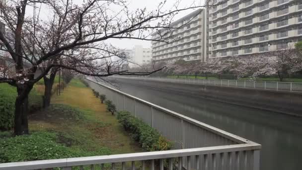 Rzeka Oyoko Deszczowy Dzień Kwiaty Wiśni Japonia Tokio 2023 — Wideo stockowe