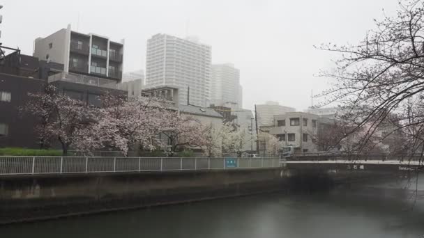 Oyoko Nehri Yağmurlu Gün Kiraz Çiçekleri Japonya Tokyo 2023 — Stok video