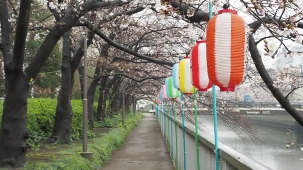 Oyoko River Rainy Day Cherry Blossoms Japan Tokyo 2023 — Stock Video