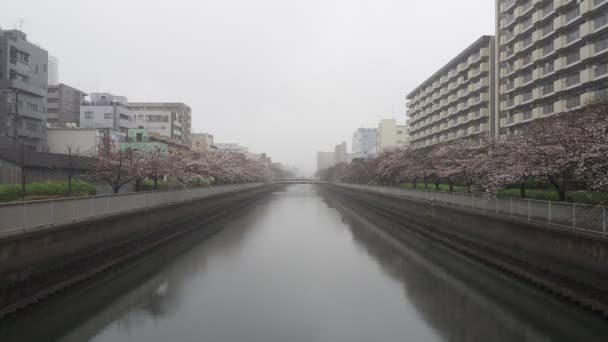 青子河雨天樱花盛开 日本东京2023年 — 图库视频影像