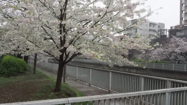 Río Oyoko Día Lluvioso Flores Cerezo Japón Tokio 2023 — Vídeo de stock