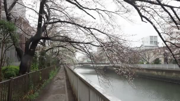 Río Oyoko Día Lluvioso Flores Cerezo Japón Tokio 2023 — Vídeo de stock