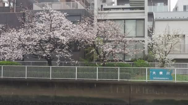 Oyoko River Rainy Day Cherry Blossoms Japan Tokyo 2023 — Stock Video