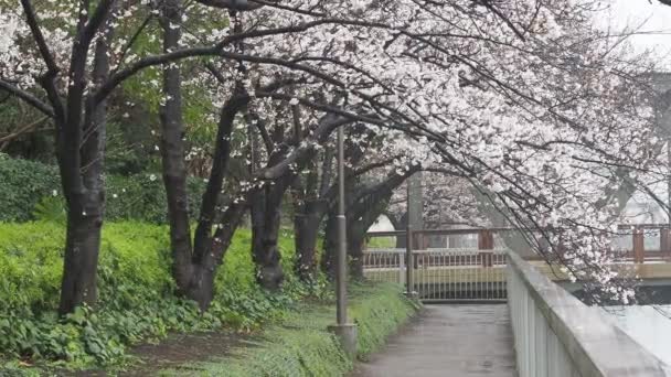 Rio Oyoko Dia Chuvoso Flores Cereja Japão Tóquio 2023 — Vídeo de Stock