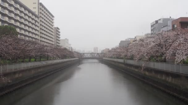Oyoko River Rainy Day Cherry Blossoms Japan Tokyo 2023 — Stock video