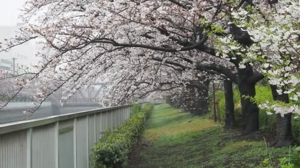 Oyoko River Rainy Day Cherry Floare Japonia Tokyo 2023 — Videoclip de stoc