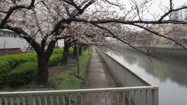Oyoko Rivier Regendag Kersenbloesems Japan Tokio 2023 — Stockvideo