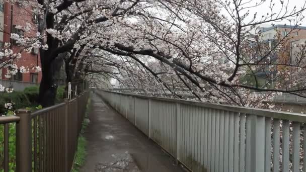 Rio Oyoko Dia Chuvoso Flores Cereja Japão Tóquio 2023 — Vídeo de Stock