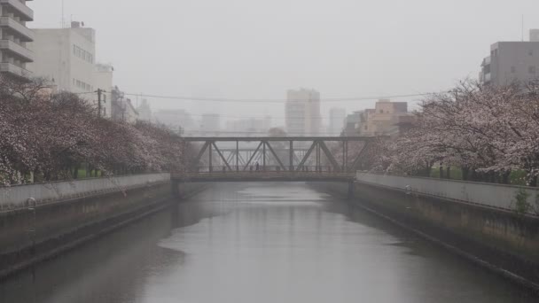 Rivière Oyoko Jour Pluie Fleurs Cerisier Japon Tokyo 2023 — Video