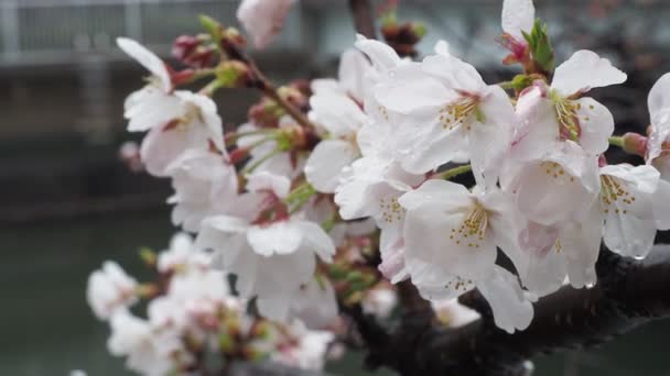 Oyoko River Rainy Day Άνθη Κερασιάς Ιαπωνία Τόκιο 2023 — Αρχείο Βίντεο