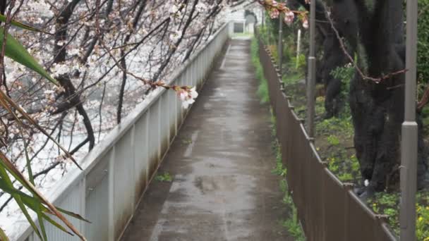 Oyoko Nehri Yağmurlu Gün Kiraz Çiçekleri Japonya Tokyo 2023 — Stok video