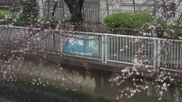 大子川雨の日桜 東京2023 — ストック動画