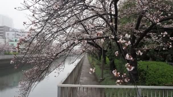 Rivière Oyoko Jour Pluie Fleurs Cerisier Japon Tokyo 2023 — Video