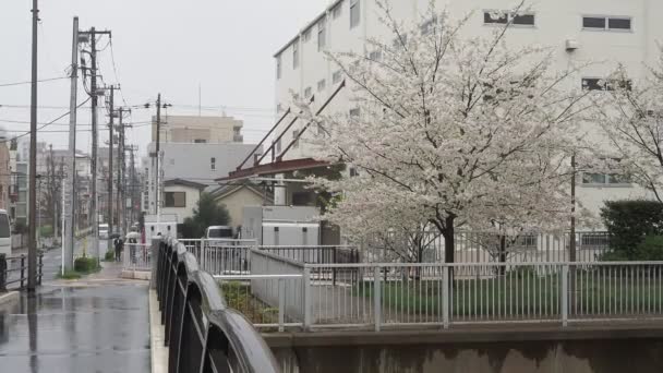 大子川雨の日桜 東京2023 — ストック動画