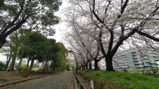 Sarue Onshi Park Άνθος Κερασιάς Νωρίς Πρωί 2023 — Αρχείο Βίντεο
