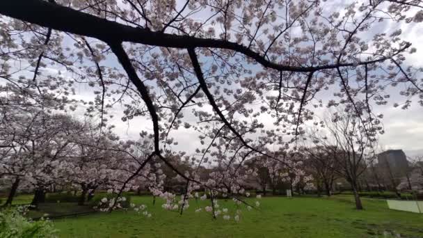 Sarue Onshi Park Cseresznyevirág 2023 Kora Reggel — Stock videók