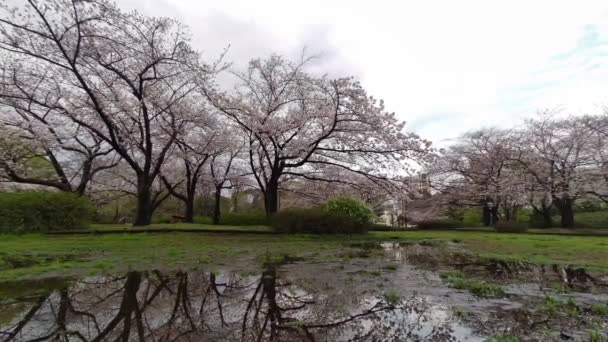 Sarue Onshi Park Kersenbloesem Vroege Ochtend 2023 — Stockvideo