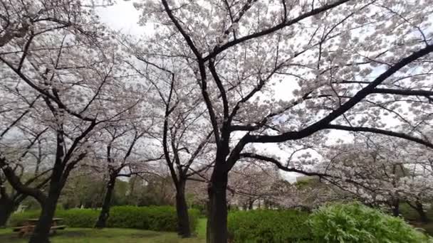 Sarue Onshi Park Άνθος Κερασιάς Νωρίς Πρωί 2023 — Αρχείο Βίντεο