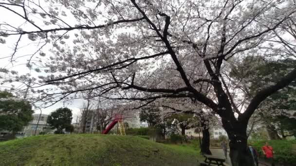 Sarue Onshi公园樱花2023年清晨 — 图库视频影像