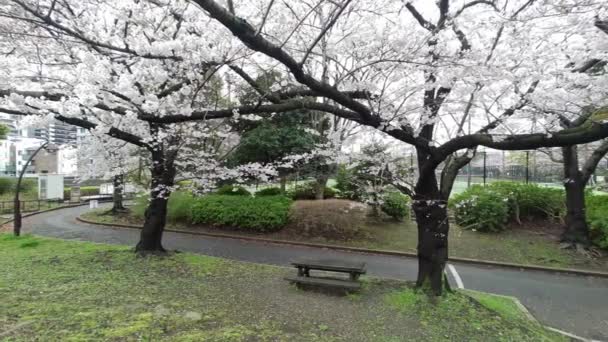 Sarue Onshi Park Kwiat Wiśni Wczesnym Rankiem 2023 — Wideo stockowe