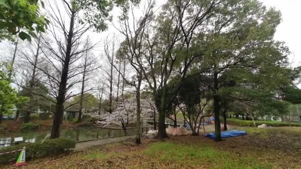Sarue Onshi Park Fiori Ciliegio Mattina Presto 2023 — Video Stock