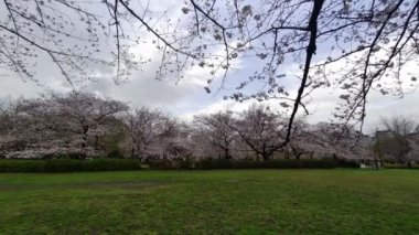 Sarue Onshi Park Kiraz Çiçeği Sabah 2023