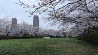 Sarue Onshi Park Kiraz Çiçeği Sabah 2023