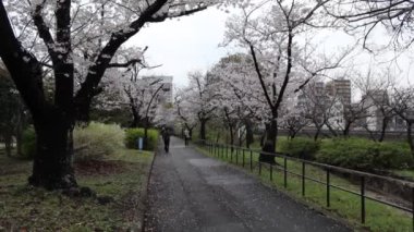 Sarue Onshi Park Kiraz Çiçeği Sabah 2023