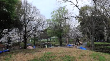 Sarue Onshi Park Kiraz Çiçeği Sabah 2023