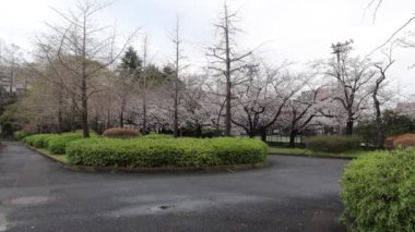 Sarue Onshi Park Kiraz Çiçeği Sabah 2023