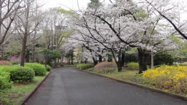 Sarue Onshi Park Kiraz Çiçeği Sabah 2023