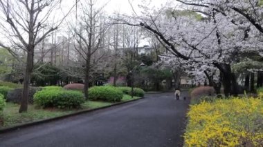 Sarue Onshi Park Kiraz Çiçeği Sabah 2023