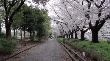 Sarue Onshi Park Kiraz Çiçeği Sabah 2023