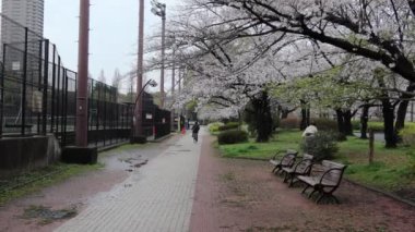 Sarue Onshi Park Kiraz Çiçeği Sabah 2023