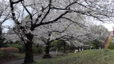 Sarue Onshi Park Kiraz Çiçeği Sabah 2023