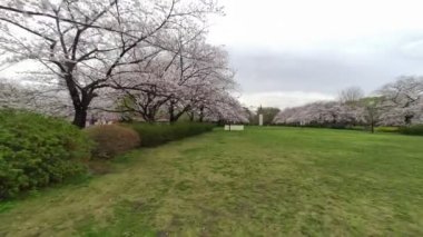 Sarue Onshi Park Kiraz Çiçeği Sabah 2023