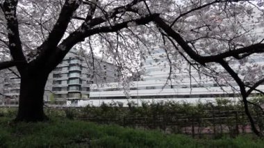 Sarue Onshi Park Kiraz Çiçeği Sabah 2023