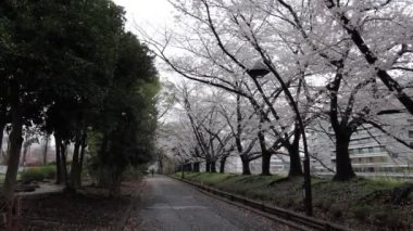 Sarue Onshi Park Kiraz Çiçeği Sabah 2023