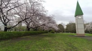 Sarue Onshi Park Kiraz Çiçeği Sabah 2023