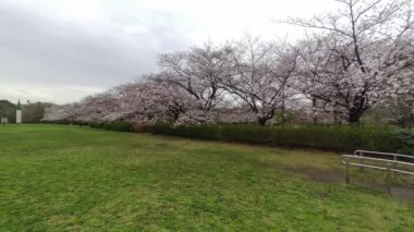 Sarue Onshi Park Kiraz Çiçeği Sabah 2023