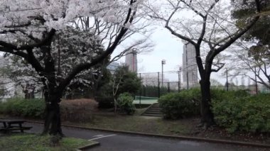 Sarue Onshi Park Kiraz Çiçeği Sabah 2023