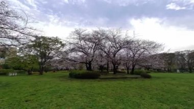 Sarue Onshi Park Kiraz Çiçeği Sabah 2023